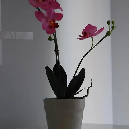 Mg